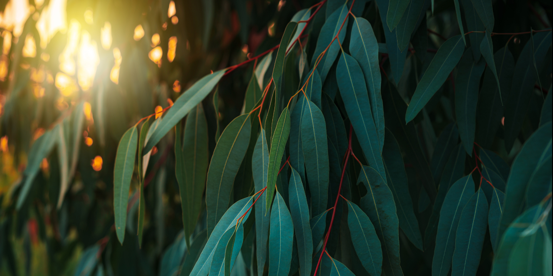 Featured image for “Message from the CEO”