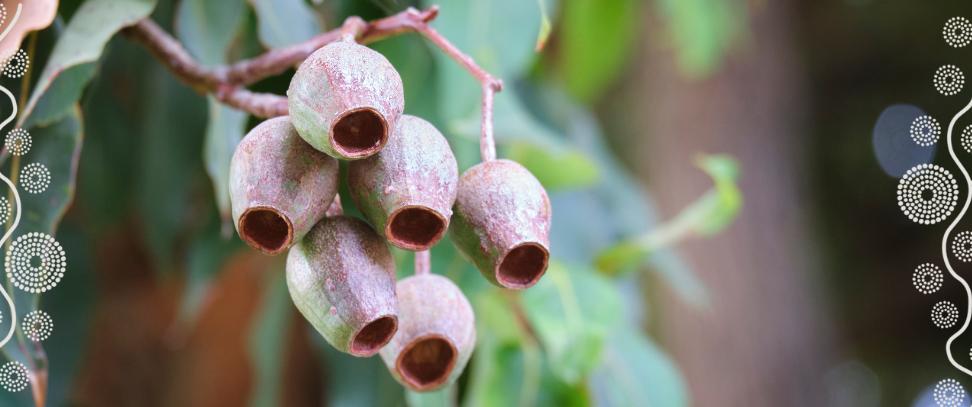 Featured image for “Churchill Fellowship report by Antoinette Braybrook AM”