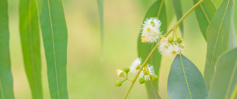 Featured image for “Report: deaths in Victorian state care”